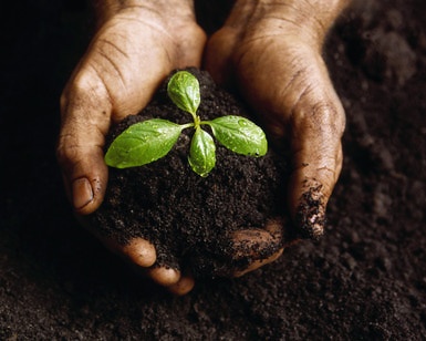 Hands Holding a Seedling and Soil ca. 2000